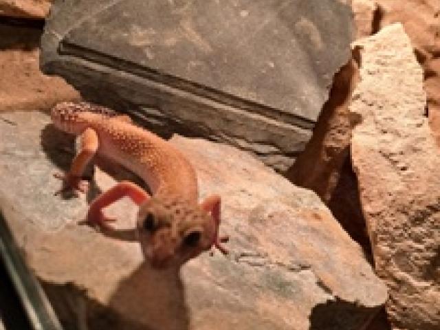 Leopardgecko mit Terrarium - 1